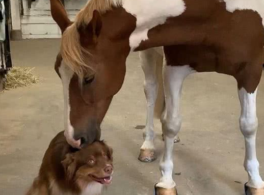 马与狗的跨种族友情:被马儿摸头亲亲,牧羊犬爽高兴到咧嘴傻笑 马与狗的跨种族友情:被马儿摸头亲亲,牧羊犬爽高兴到咧嘴傻笑