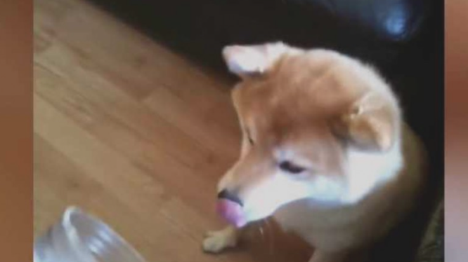 柴犬偷食物品被发觉，結果悲剧了，主人看过都禁不住哈哈大笑！