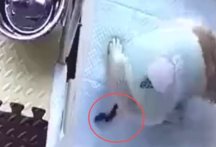 狗狗从不拉大便,可看过监管后,主人马上崩溃了 狗狗从不拉大便,可看过监管后,主人马上崩溃了
