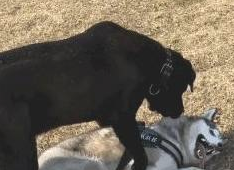 哈士奇遇到猛犬卡斯罗,立即倒下认怂的模样太萌了 哈士奇遇到猛犬卡斯罗,立即倒下认怂的模样太萌了