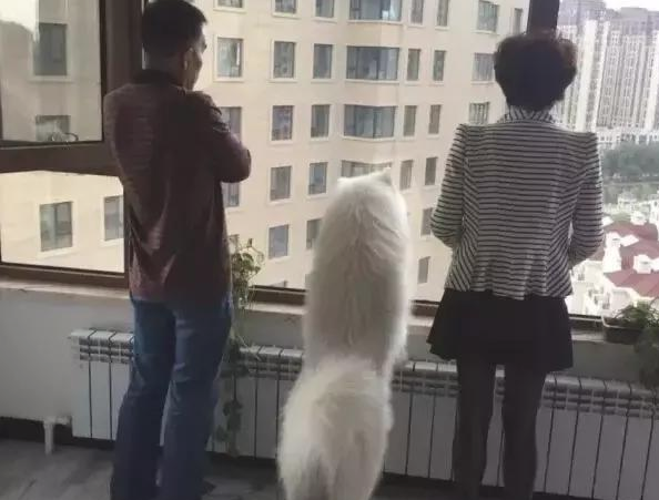 金毛才算是他的孩子，我是外面捡的，立即将我忽略了