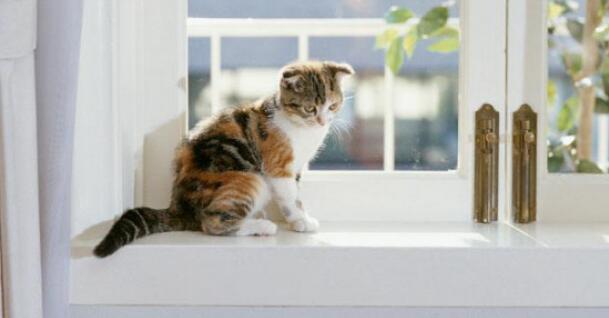 猫咪真的会跳窗吗