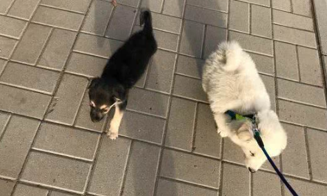 网友求助：都说萨摩耶犬是撒手没，为什么我家的是撒不开手？