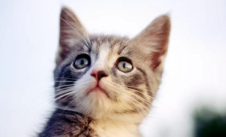 猫咪中暑不吃饭不喝水该怎么办