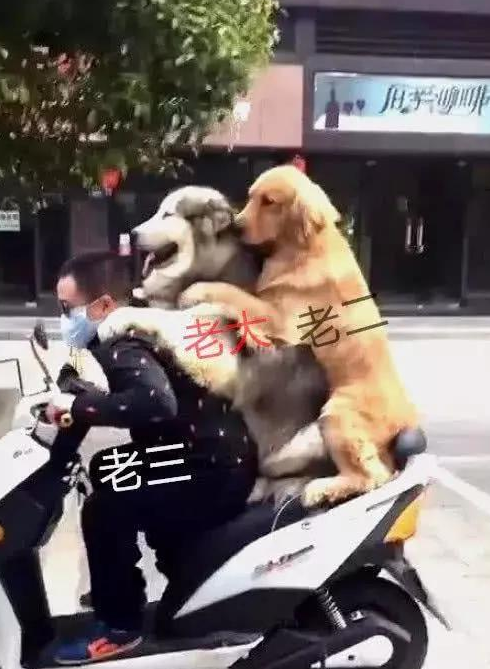 男子骑自行车带金毛和阿拉斯加外出,惹得过路人笑翻:家庭地位一目了然 男子骑自行车带金毛和阿拉斯加外出,惹得过路人笑翻:家庭地位一目了然