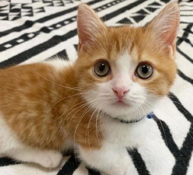 猫猫可以吃狗粮吗 猫猫可以吃狗粮吗