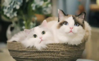 小猫出生后多大可以自己吃食
