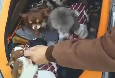 老大爷把十只狗狗当做小孩养,常常带出去玩,讨人喜欢样子惹看热闹