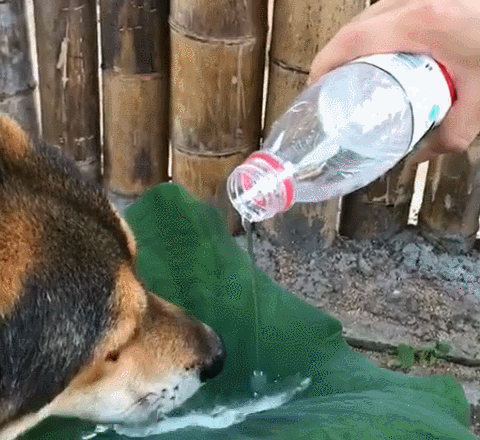狗狗在马路边找水喝,渴得快吃不消,网友拿菏叶那样对它! 狗狗在马路边找水喝,渴得快吃不消,网友拿菏叶那样对它!