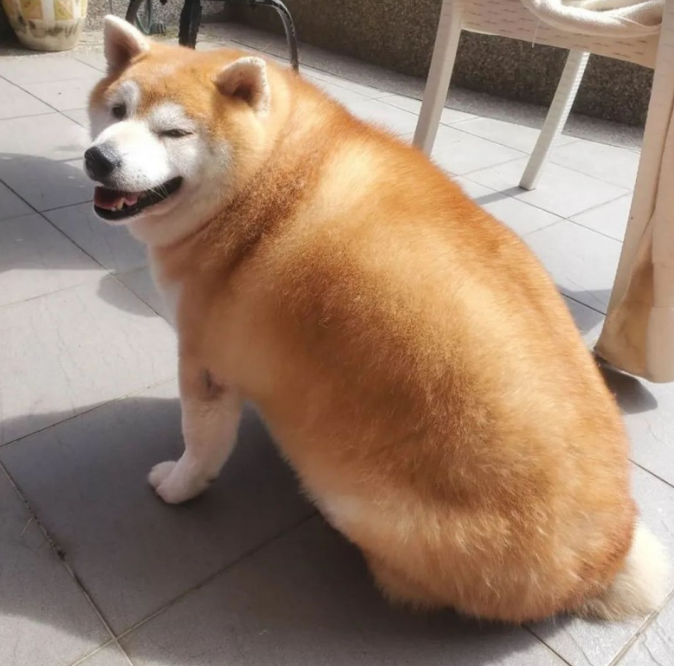 女子带柴犬外出散散步，却总被别人误以为是海象：这身型用心的吗？