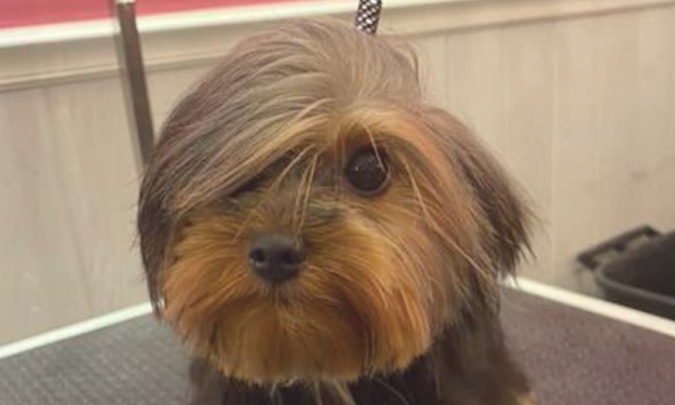 狗狗从一个糟老头子，一瞬间变为美若天仙的靓妹，论发型的必要性！