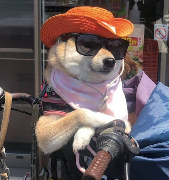 柴犬坐着单车的车篮里，还戴着遮阳帽和太阳眼镜，仿佛西部牛仔啊！