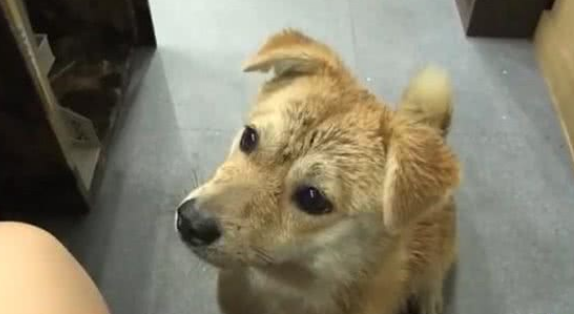 流浪狗身兼多职，每天面带笑容准点上班，只为获取食物照顾同伴