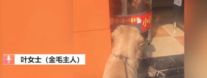 馋痛哭！重庆一狗狗蹲烤鸭店前痴望20分鐘，同意买鸡给它才走