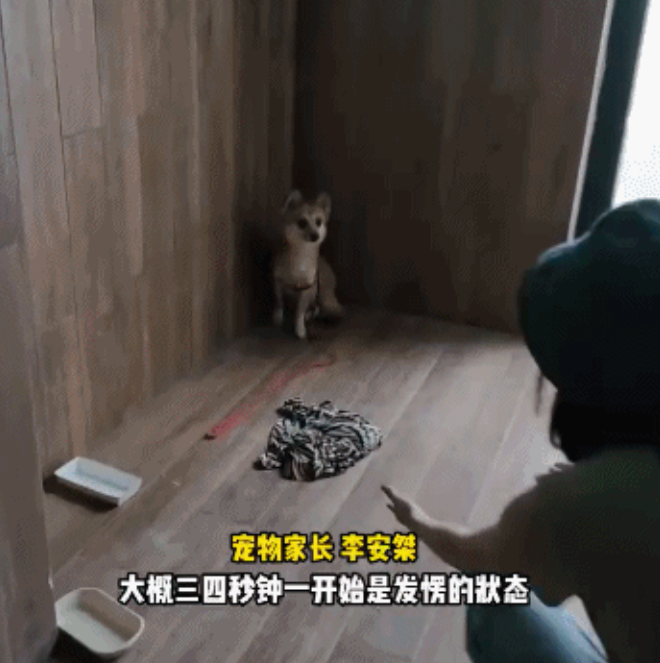 太暖了!隔离结束,240只宠物收获“抗疫小英雄”证书回家了 太暖了!隔离结束,240只宠物收获“抗疫小英雄”证书回家了