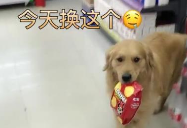 金毛经过商店大门口,立刻躺在地面上赖着不动,直至主人讲了句话