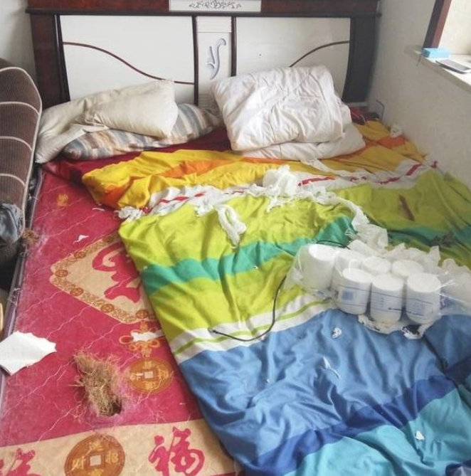 金毛在大客厅出现异常聪明,主人觉得不太对 金毛在大客厅出现异常聪明,主人觉得不太对