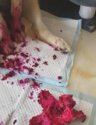 主人下班回家,发现金毛身上全是血,走近研究后主人不淡定了 主人下班回家,发现金毛身上全是血,走近研究后主人不淡定了