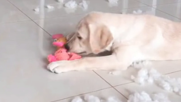 狗狗拆家主人家要把它给丢掉，狗妈妈心急了，大吼：手底下留狗！