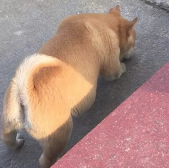 捡回来的狗狗被主人惯坏了,几个月后样子大变,隔壁邻居见了直夸主人 捡回来的狗狗被主人惯坏了,几个月后样子大变,隔壁邻居见了直夸主人