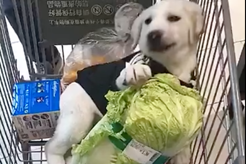 网友买来颗大白菜放到购物车里，狗狗躺在里边啃起来，真棒种活啊