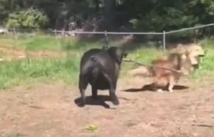 斗牛犬过于肥胖症,玩耍时撵不上金毛,机敏的它竟学会了应用武器 斗牛犬过于肥胖症,玩耍时撵不上金毛,机敏的它竟学会了应用武器