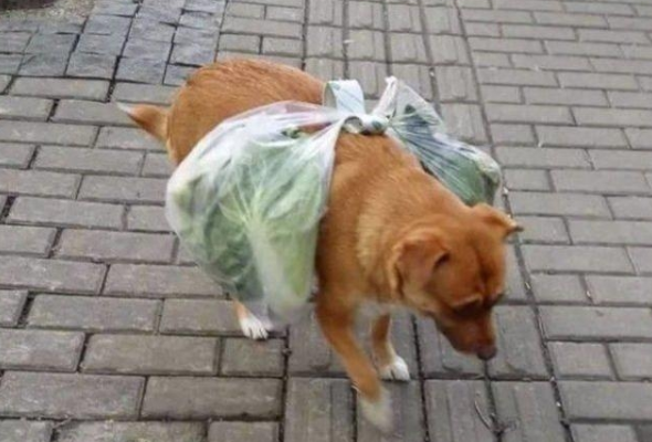 狗狗和主人家一起买买菜,竟被当做“驮夫”用,过路人看过陆续侧目而视