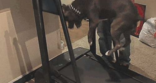 为了更好地激励自己柴犬减肥瘦身，网友竟想到这一方法，柴犬大写的生无可恋