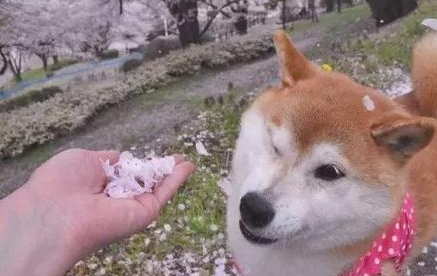 网友让柴犬闻花瓣香不香,柴犬立即回绝,不闻就不闻 网友让柴犬闻花瓣香不香,柴犬立即回绝,不闻就不闻