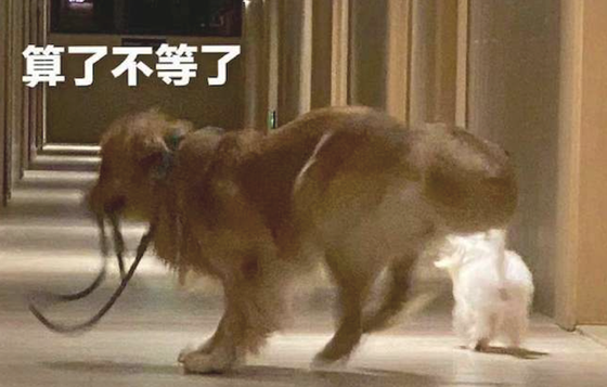 主人家磨叽迟迟不出门，二只狗狗转过身就狂奔起來：再见了，我想去远行