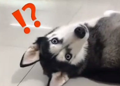 主人把哈士奇吵醒了，它的反映使他猝不及防！