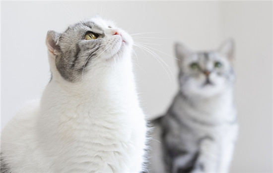 猫咪喉咙一直震动代表什么 猫咪喉咙一直震动代表什么