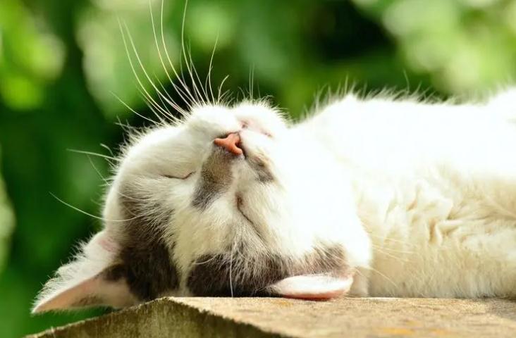 猫咪驱虫用什么药比较好
