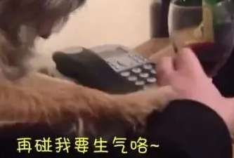 狗狗嗜酒如命，主人一伸手拿酒杯，狗狗耍小心思！