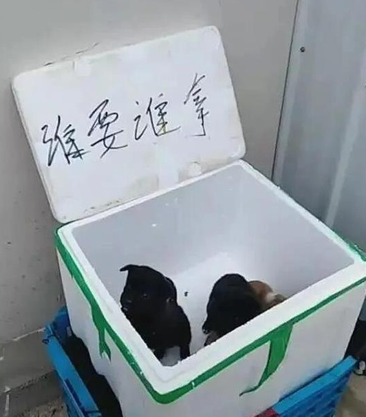 小区门口有一个纸盒子,可以完全免费拿狗,大伙认清是小土狗后却没有了兴趣爱好 小区门口有一个纸盒子,可以完全免费拿狗,大伙认清是小土狗后却没有了兴趣爱好