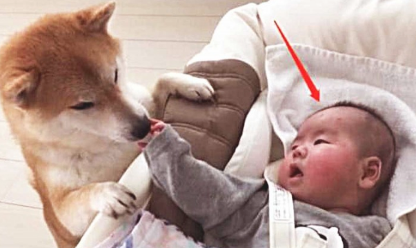 女人办事时，卧房里忽然传来狗狗和孩子的哭叫，一瞬间被吓出虚汗！