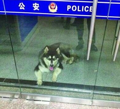 机智狗狗寻求警察帮助 帮助其回家