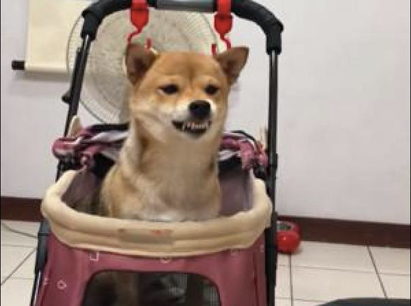 柴犬见到生疏狗赶到家里，急得咬牙切齿要吓跑另一方：帮我出来！