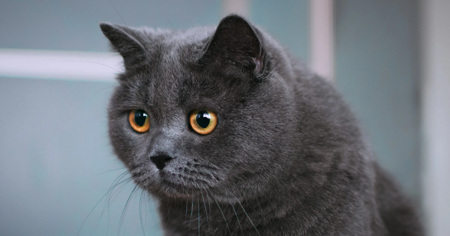 猫咪可以闻茉莉花味道吗 猫咪可以闻茉莉花味道吗