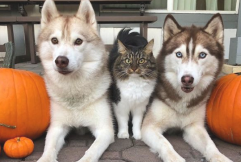 小猫带回去让哈士奇照顾,想不到长大以后,生长习性产生怪异转变 小猫带回去让哈士奇照顾,想不到长大以后,生长习性产生怪异转变
