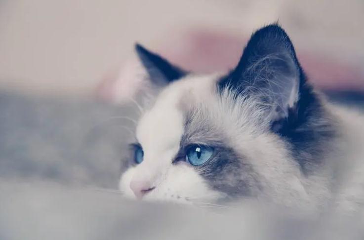 猫咪吃蛋黄有没有好处 猫咪吃蛋黄有没有好处