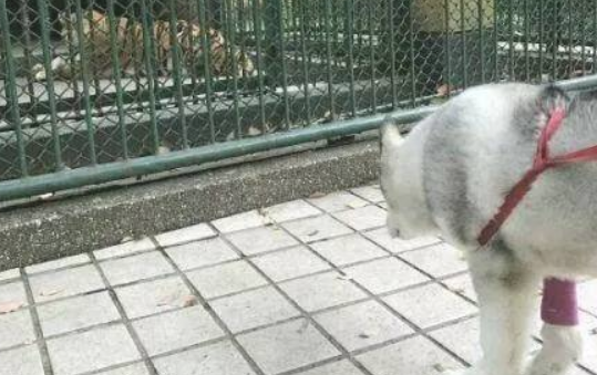 主人带二哈去动物园寻亲，看到被关进笼子里的狼，哈士奇蒙圈了！