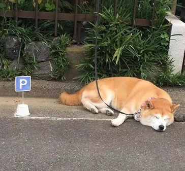 柴犬喜爱在大门口日晒,主人担忧它的安全性,专业帮它画了停车场 柴犬喜爱在大门口日晒,主人担忧它的安全性,专业帮它画了停车场