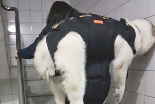 女人整体实力宠溺狗狗，竟这般带雪橇犬上下楼，网友看过惊掉下巴