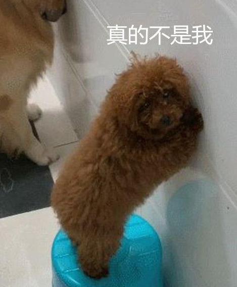 3只狗犯错误被惩罚,当视线扫到小泰迪时,它的目光没谁了 3只狗犯错误被惩罚,当视线扫到小泰迪时,它的目光没谁了