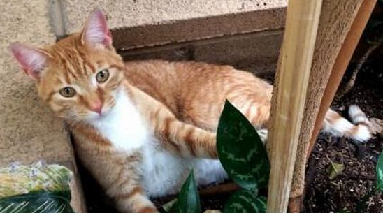 猫咪在外漂泊两年 终于在3200公里找到