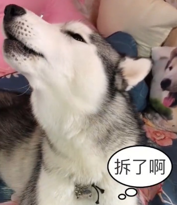 哈士奇跟主人争吵,主人一怒之下把它丢入淋浴室,哈士奇:完后!