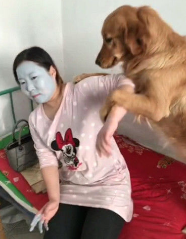 女人敷好补水面膜提前准备平躺着，金毛见后一脸好奇心，接着的实际操作让人哈哈大笑