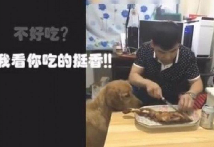 主人不给金毛分羊腿吃，小狗馋得确实憋不住了