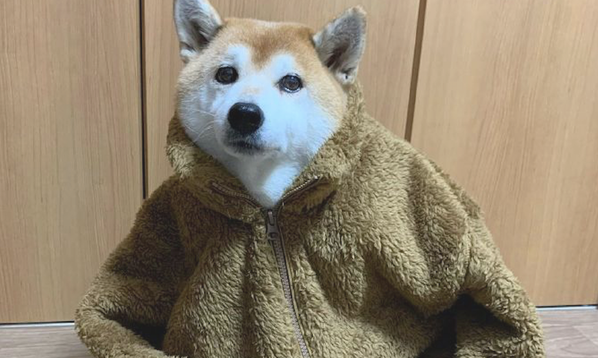 主人给狗狗穿上了人的衣服,它坐到那边动也不能动,狗:快脱下! 主人给狗狗穿上了人的衣服,它坐到那边动也不能动,狗:快脱下!
